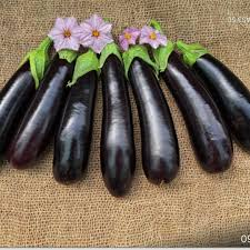 تصویر 2 از فروش بادمجان سیلیسیا + قیمت خرید به صرفه